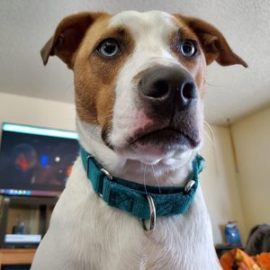 Meet your Posher, Dave